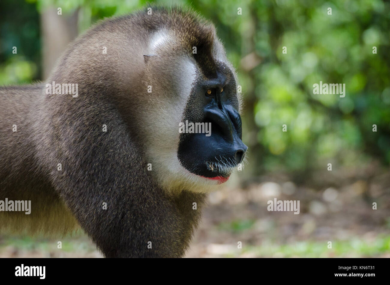 Portrait von großen Bohrer monkey Alpha Male im Regenwald von Nigeria Stockfoto