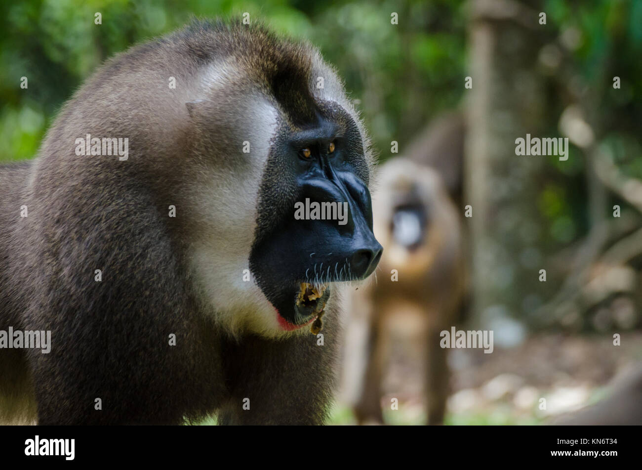 Portrait von großen Bohrer monkey Alpha Male im Regenwald von Nigeria Stockfoto