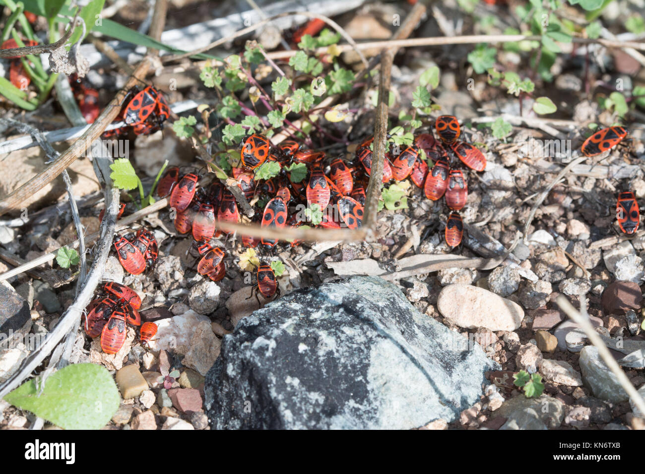 Große Gruppe von brandstifter (Pyrrhocoris apterus) auf dem Boden in Zypern Stockfoto