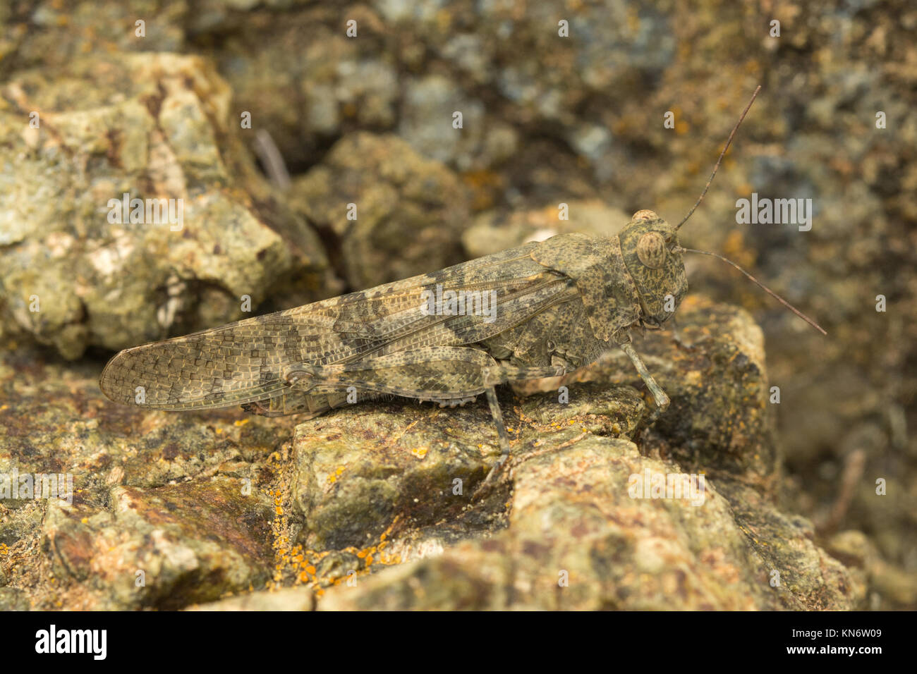 In der Nähe von Grasshopper (Sphingonotus sp.), die in Zypern Stockfoto