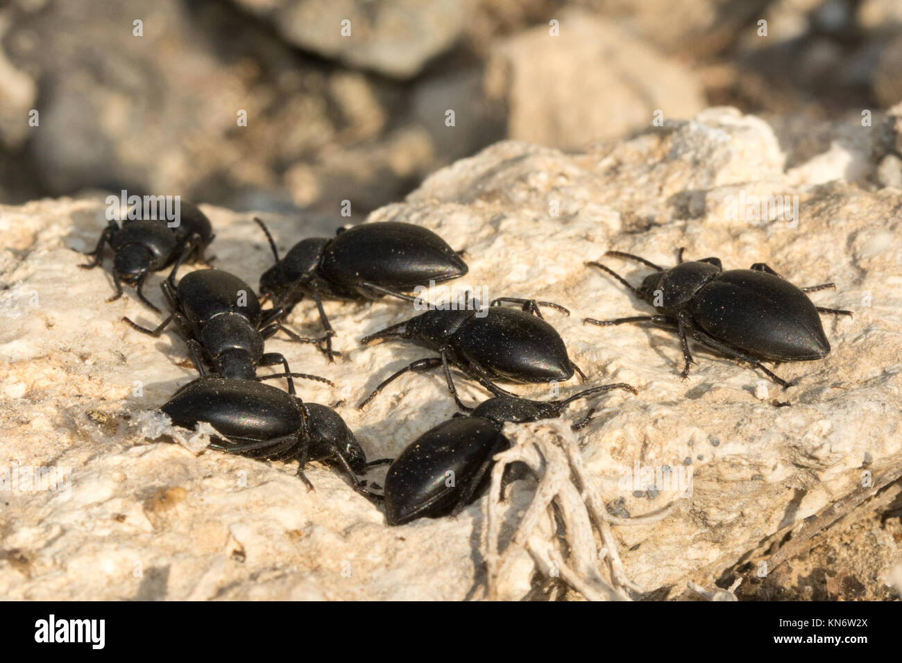 Mehrere schwarze Käfer (Tentyria sp.) in einer Gruppe schließen in Zypern Stockfoto