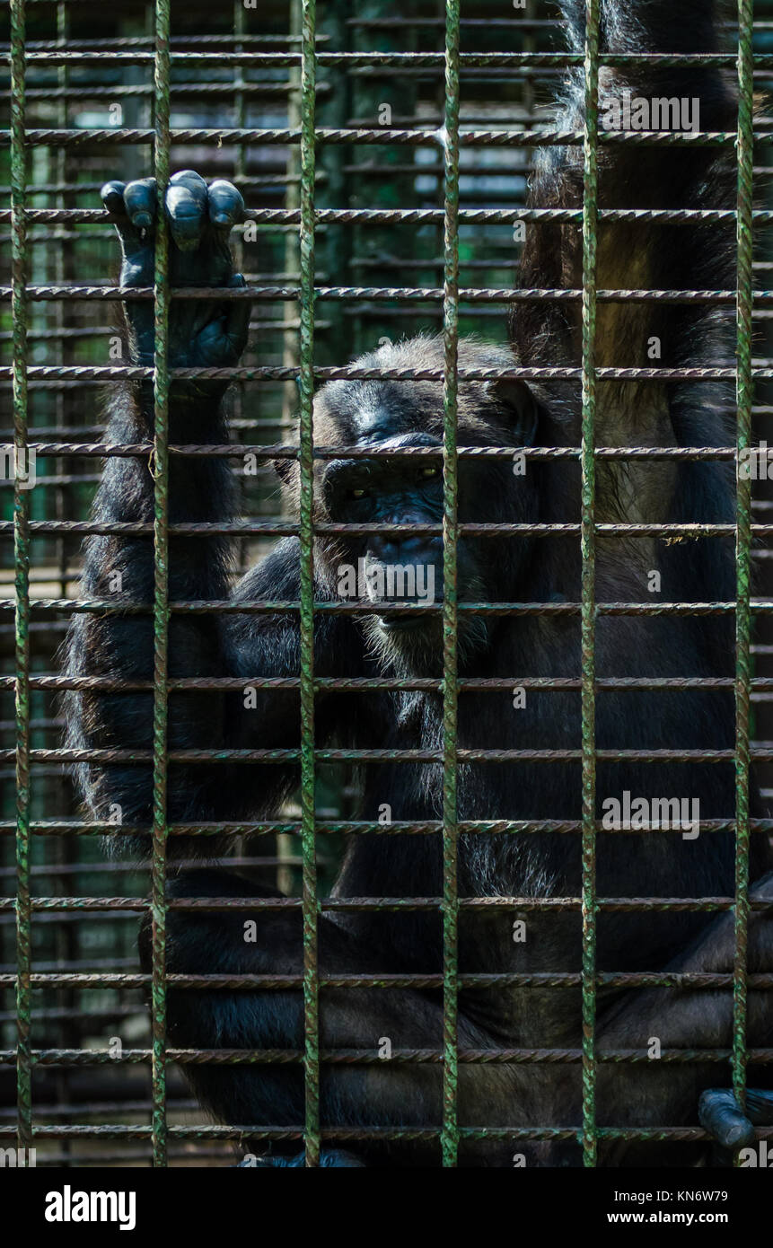 Portrait von traurigen Blick gefangen Schimpanse oder Schimpansen im Käfig aus Metall Stockfoto