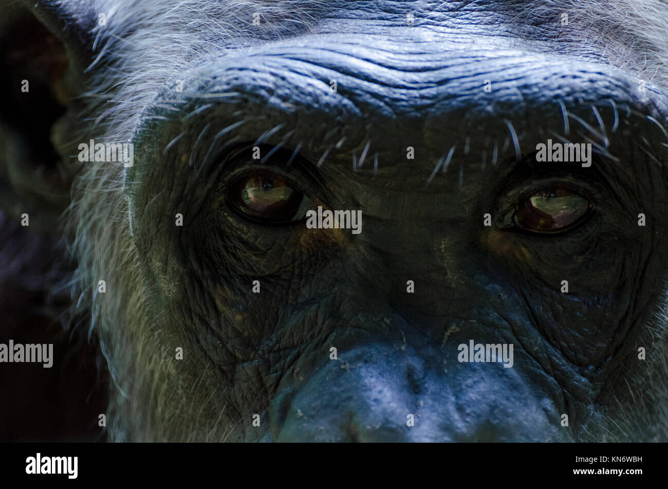 Closeup Portrait von Augen der alten weißen Schimpansen, Nigeria Stockfoto