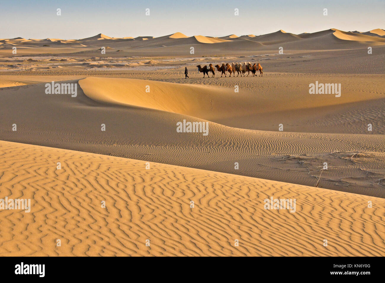 Mann baktrischen Kamele durch die Wüste Gobi in der Nähe von Ejina Qi, der Inneren Mongolei, China Stockfoto