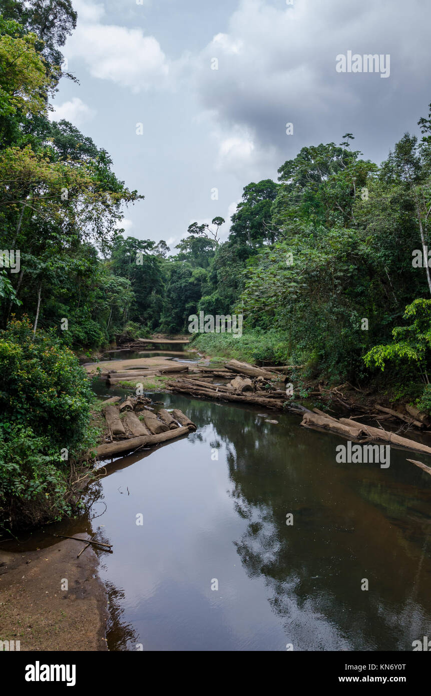 Landschaft mit tropischen Fluss friedlich fließt durch üppigen Regenwald von Nigeria, Afrika Stockfoto