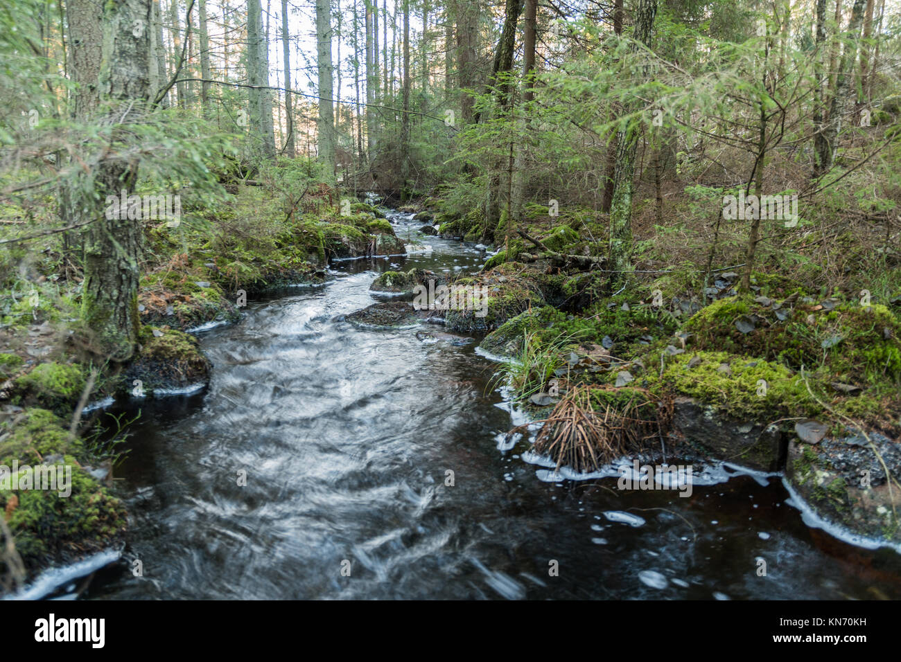 Streamimng Wasser in einen kleinen Bach in einer unberührten Nadelwald Stockfoto