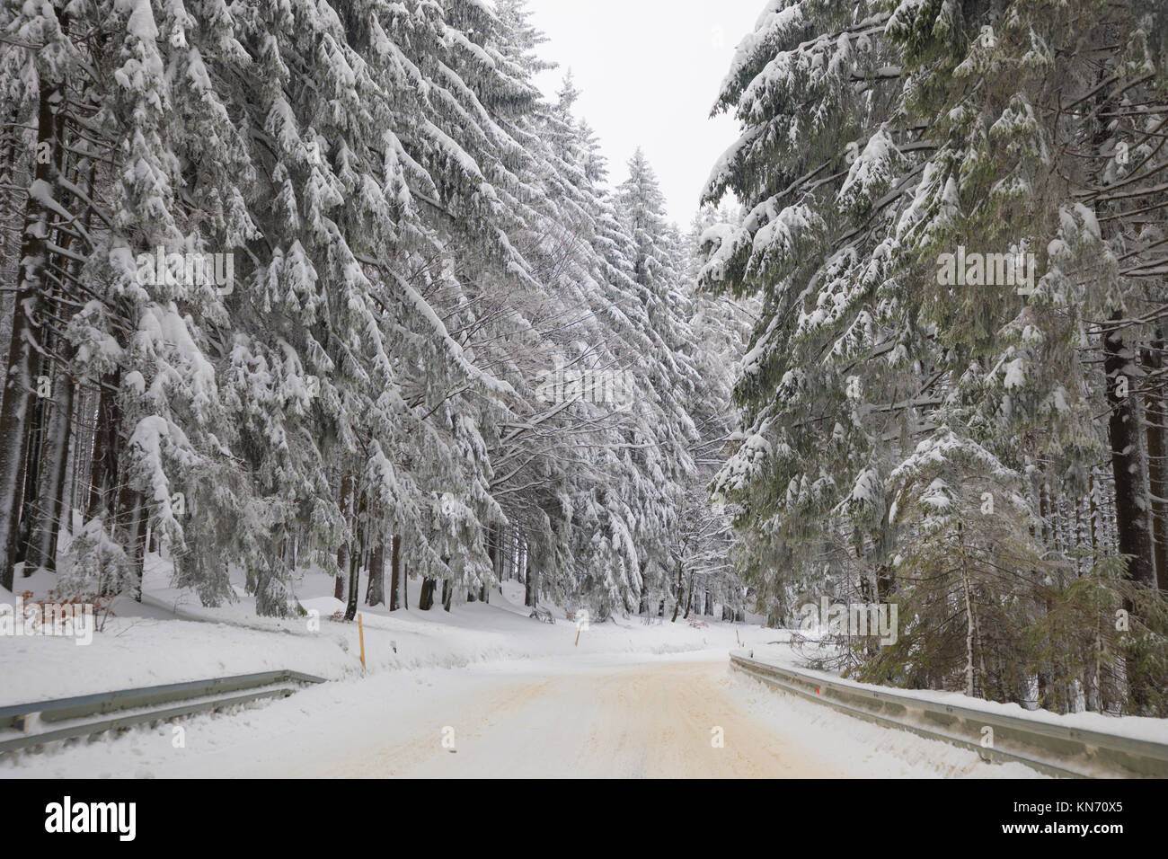 Straße und hohe Tannen und Schnee in den Bergen Stockfoto