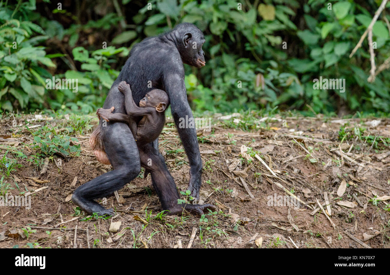 Mutter und Jungtier von Bonobo im natürlichen Lebensraum. Close up Portrait. Grünen Hintergrund. Der Bonobo (Pan paniscus), die sog. pygmy Schimpansen. De Stockfoto