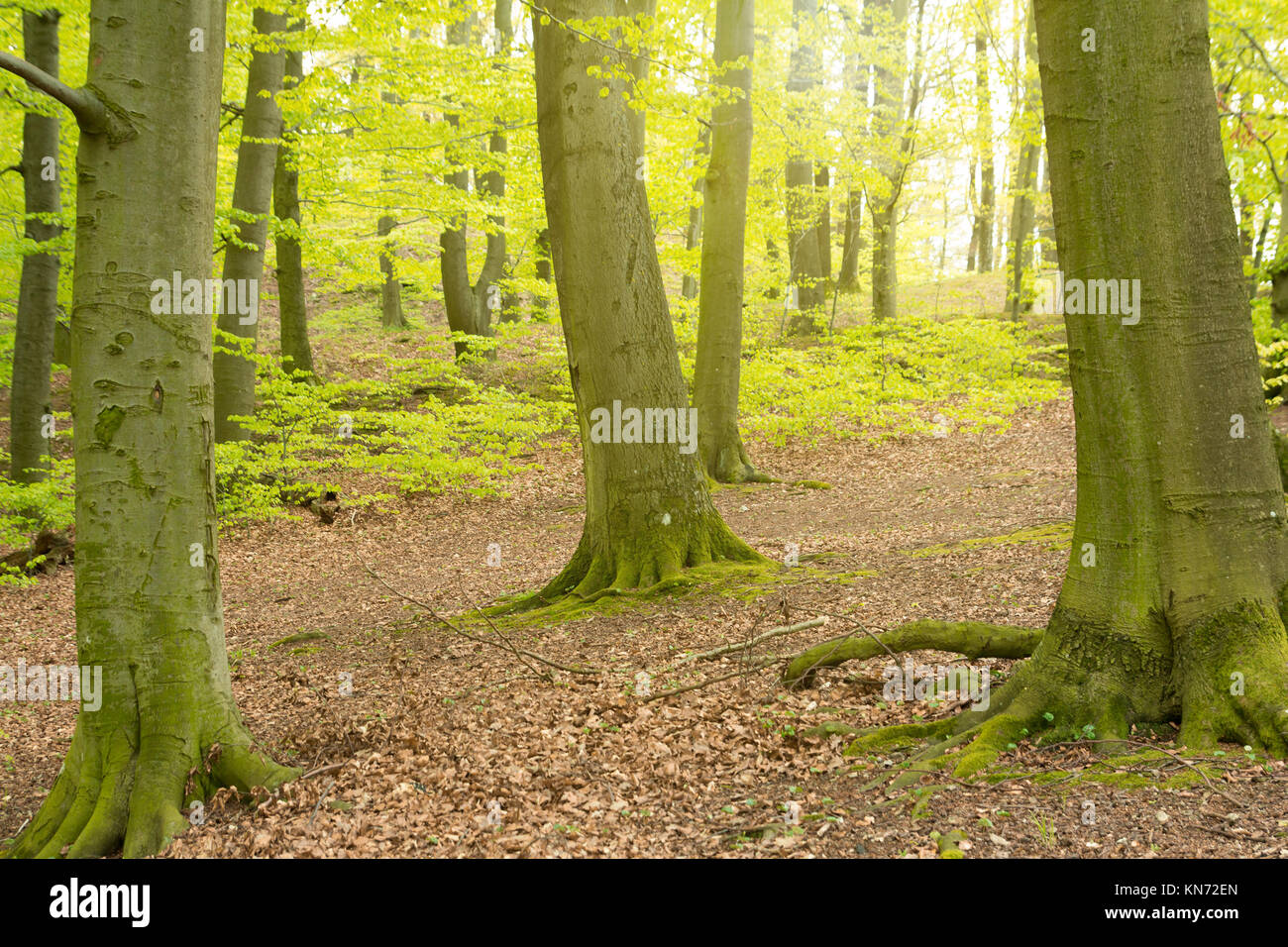 Sommer Wald Licht Stockfoto