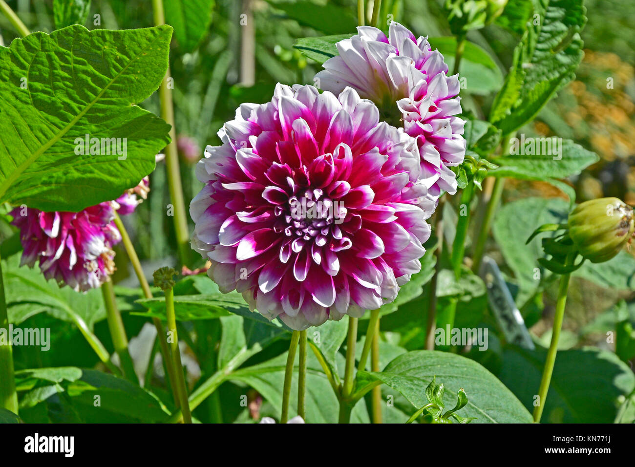 Blühende Dahlie 'Edinburgh' in einem Garten Grenze Stockfoto
