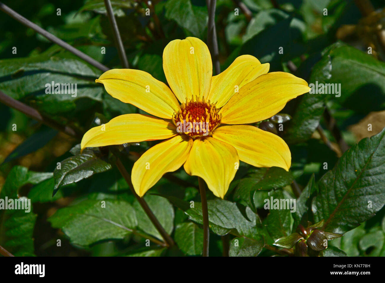 Blühende Dahlie 'Bischof von York'' in einem Garten Grenze Stockfoto