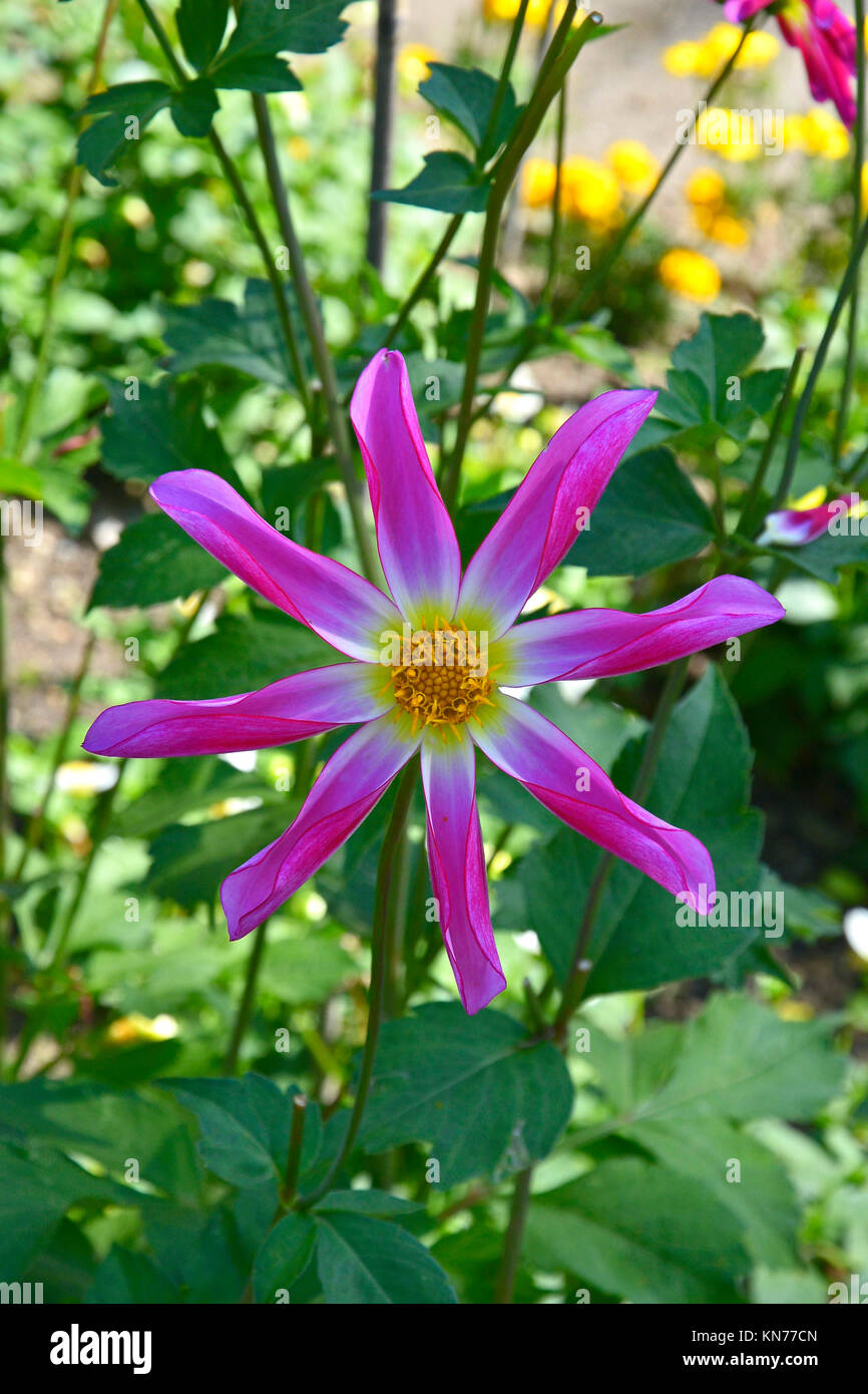 Blühende Dahlie 'Honka Rose' in einem Garten Grenze Stockfoto