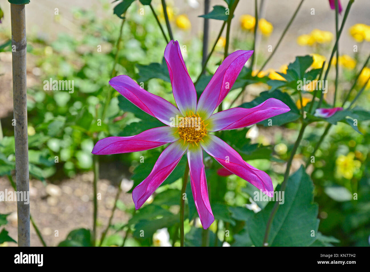 Blühende Dahlie 'Honka Rose' in einem Garten Grenze Stockfoto