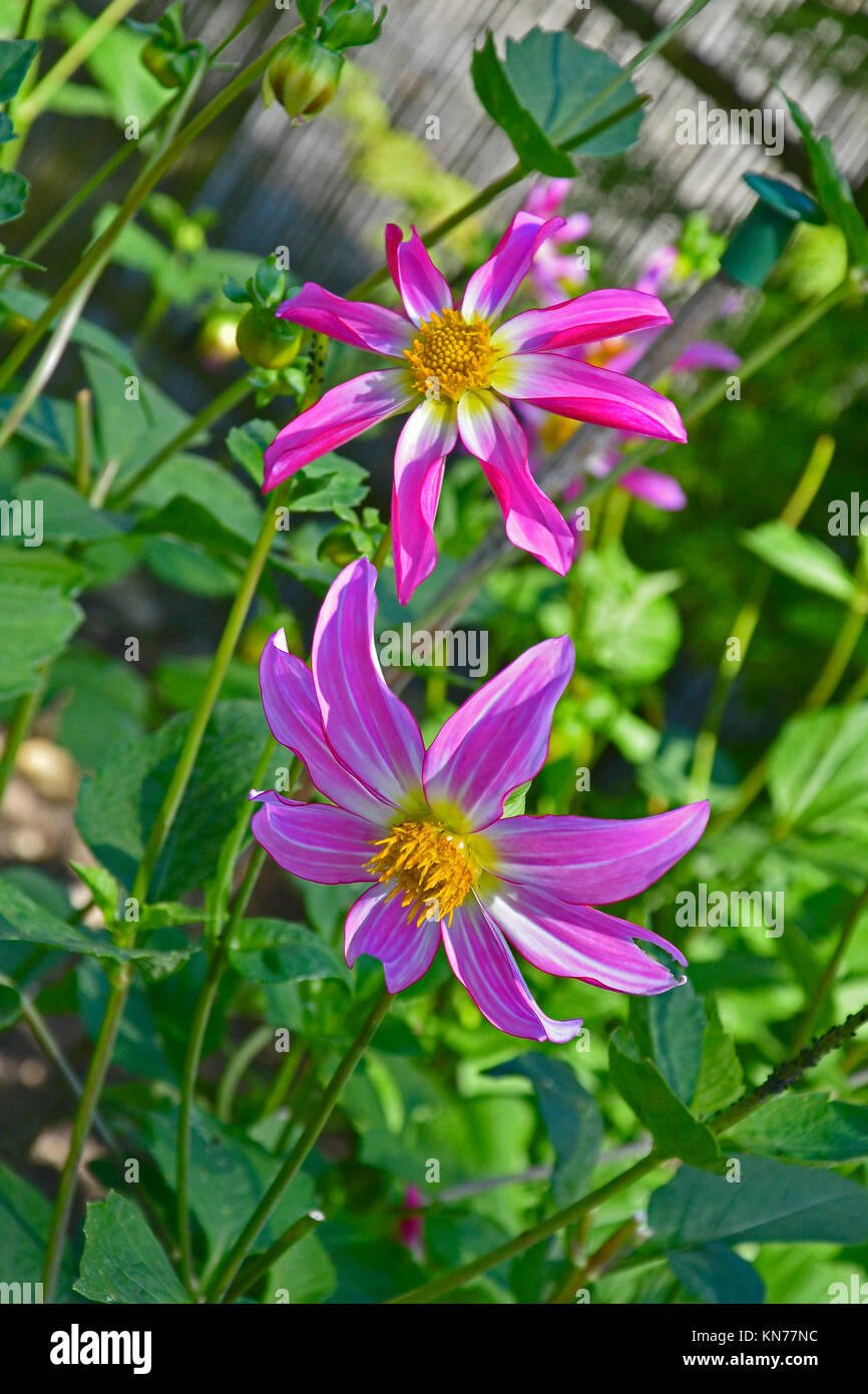 Blühende Dahlie 'Honka Rose' in einem Garten Grenze Stockfoto