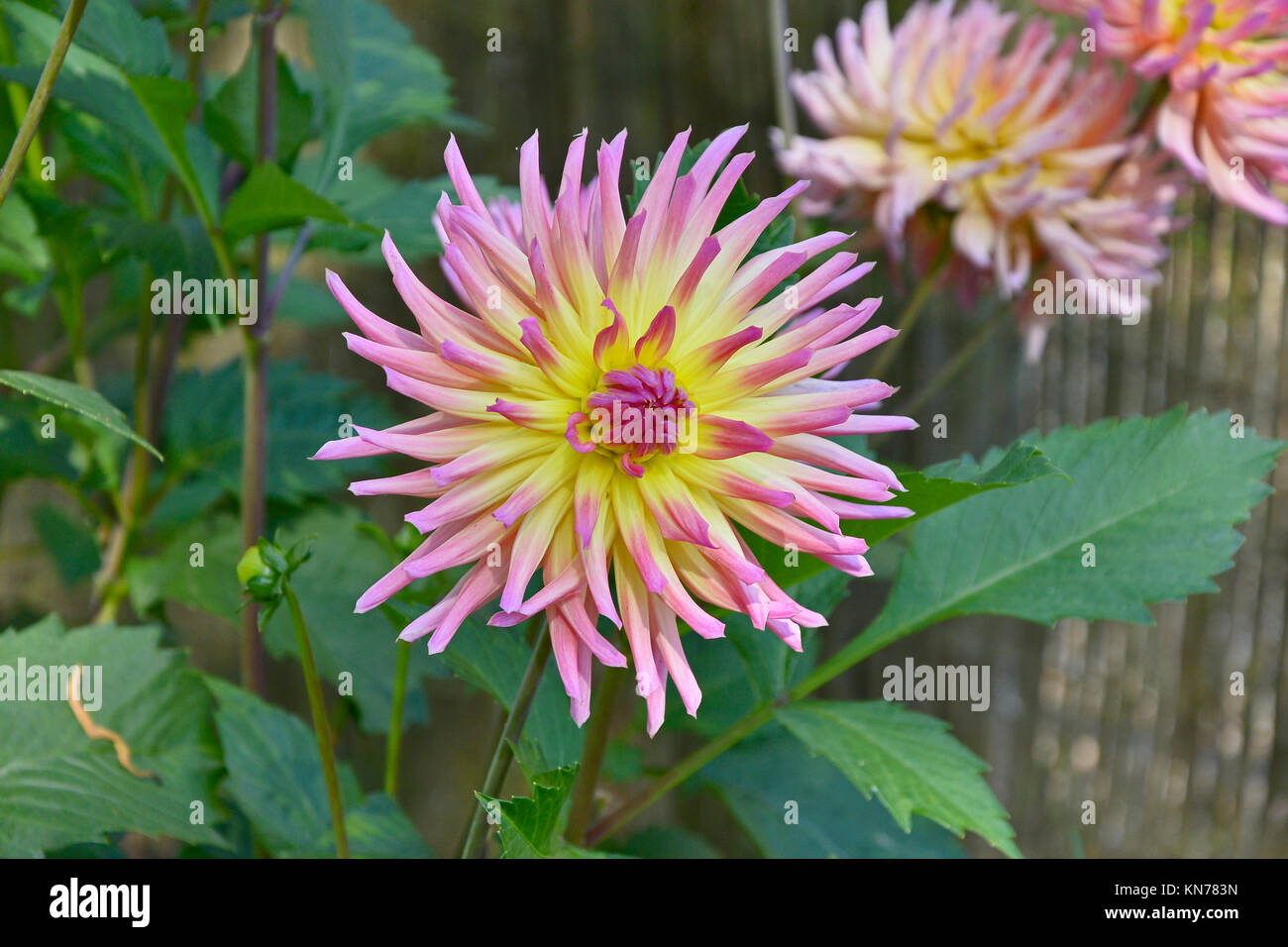 Blühende Dahlie 'Karma Sangria" in einem Garten Grenze Stockfoto