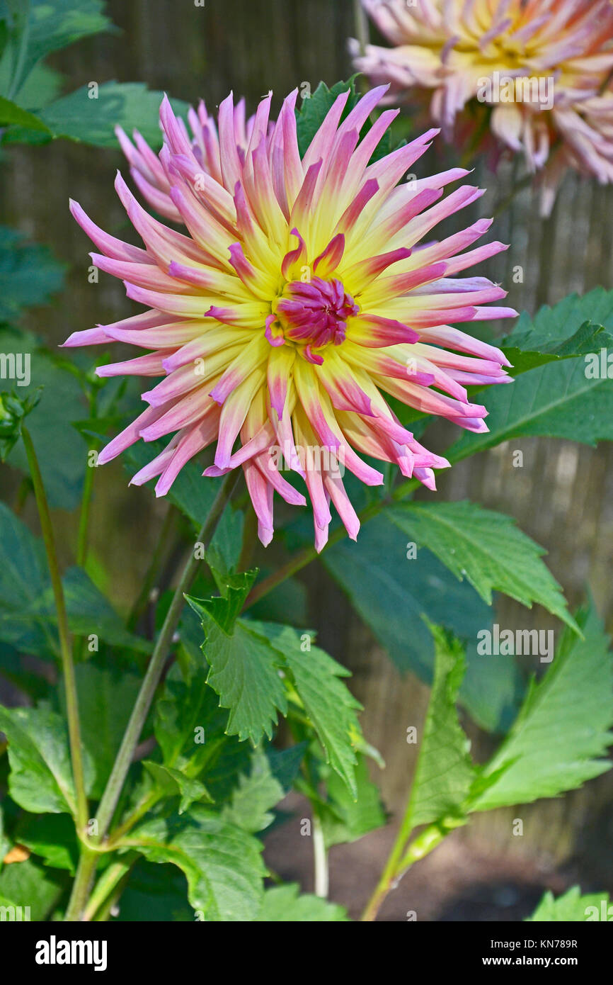 Blühende Dahlie 'Karma Sangria" in einem Garten Grenze Stockfoto