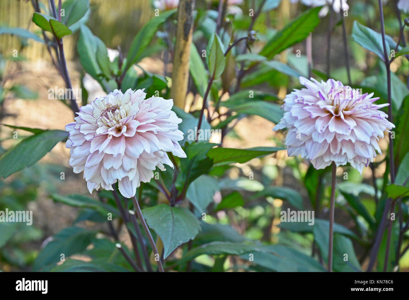 Blühende Dahlie 'Flashback' in einem Garten Grenze Stockfoto