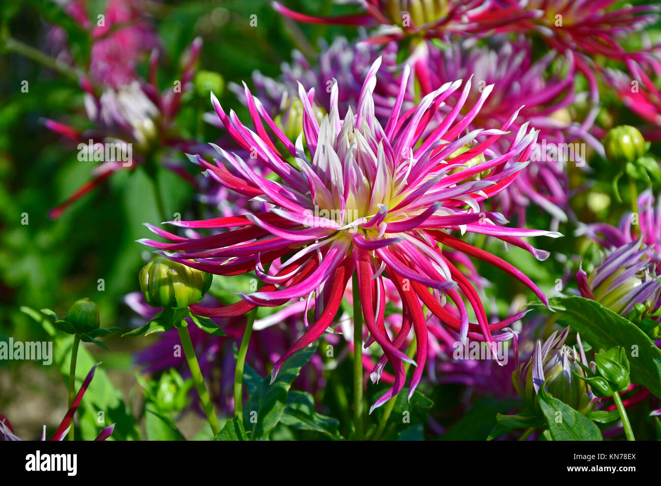 Blühende Dahlie 'Hollyhill Spinnenfrau' in einem Garten Grenze Stockfoto