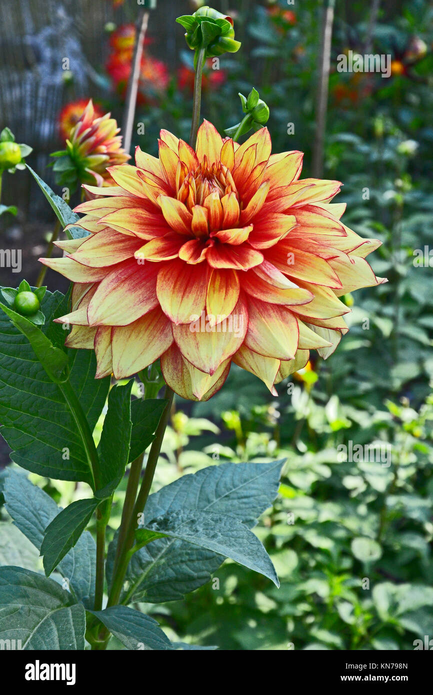 Blühende Dahlie 'azzling Magic' in einem Garten Grenze Stockfoto