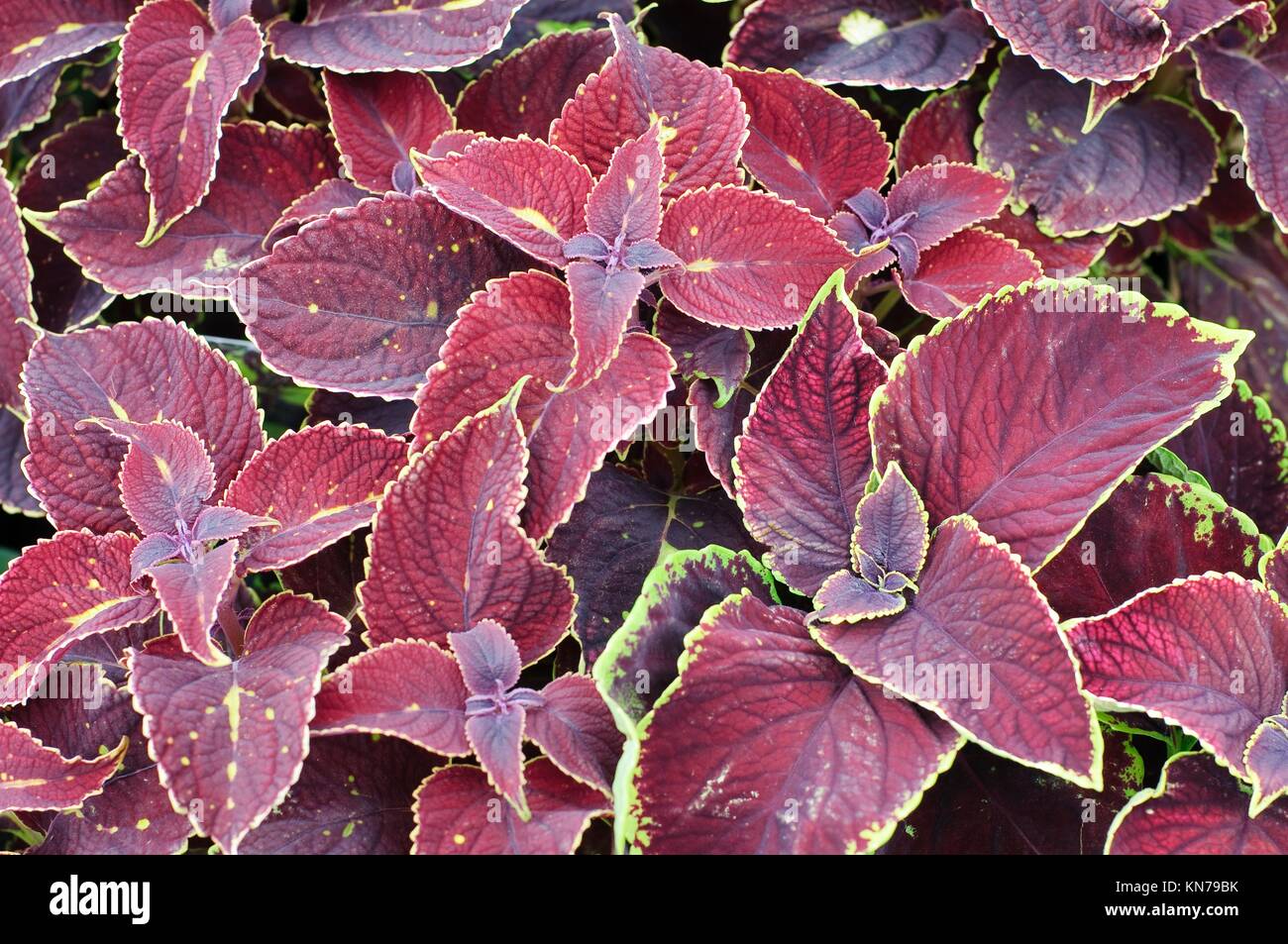 Solenostemon scuttelaroides Coleus coleus Blumei Stockfotografie - Alamy