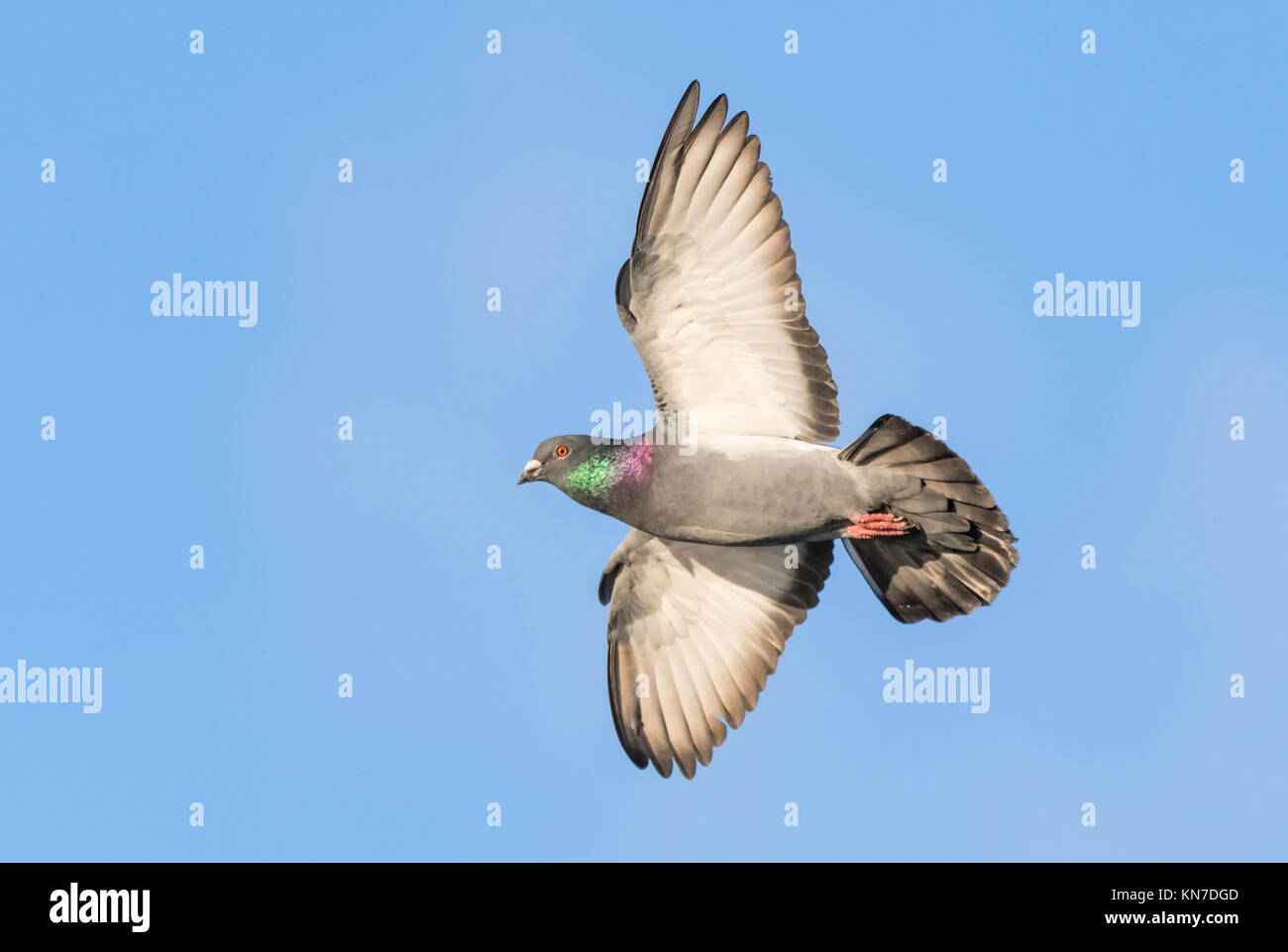 Wilde Taube (Columba livia domestica) fliegen mit Flügeln im Winter gegen den blauen Himmel in Großbritannien ausgestreckt. Stockfoto