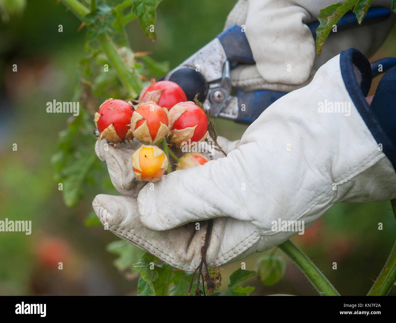 Ein Mann mit Handschuhen picks Lychee Tomaten aus der Rebe auf einem Bauernhof Stockfoto