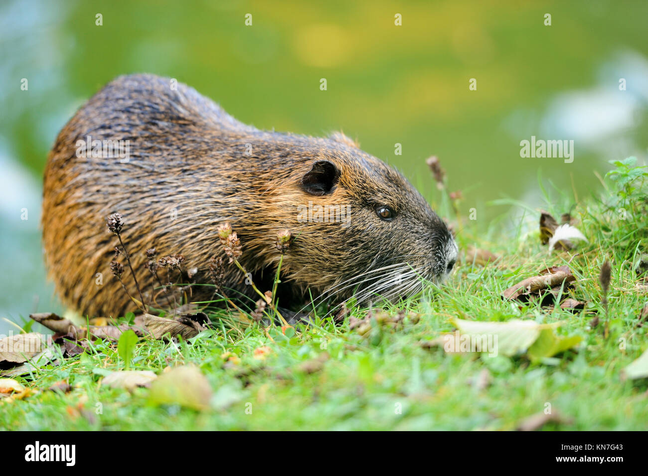 Die Bisamratte (Ondatra Zibethicus) Stockfoto