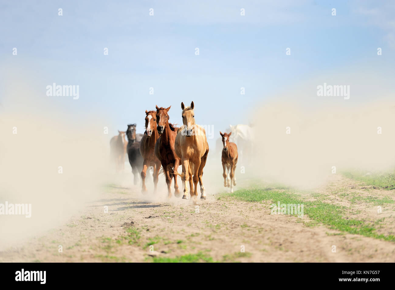 Pferd läuft Galopp auf dem Feld Stockfoto