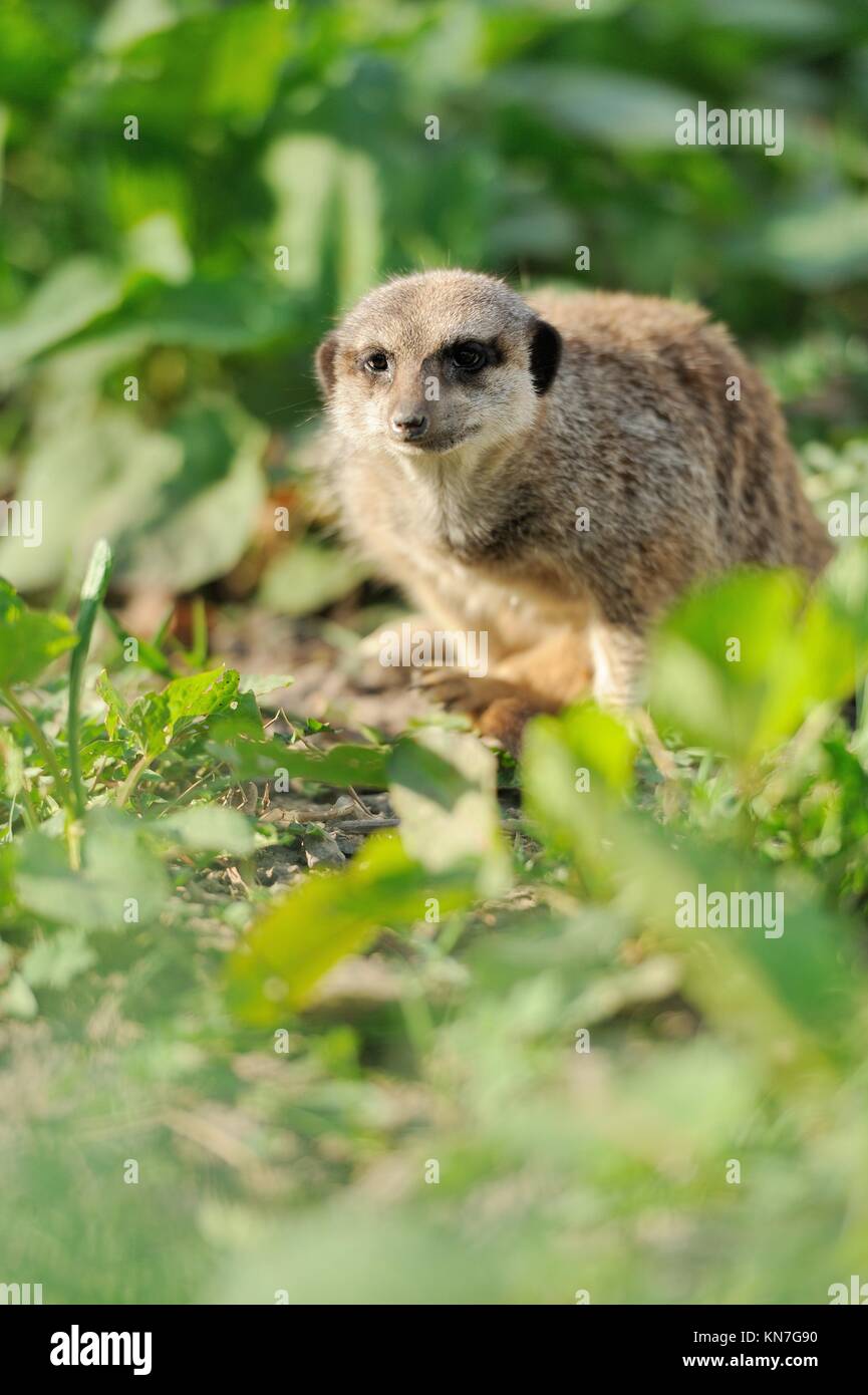 Ein Erdmännchen stehend und aussehende Warnung Stockfoto