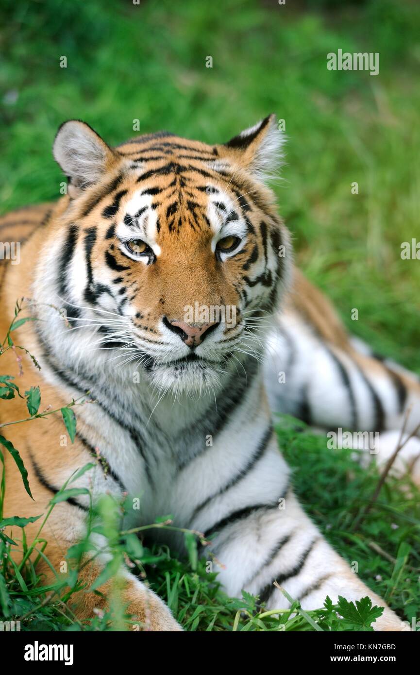 Close-up schöne Tiger Gras Stockfoto