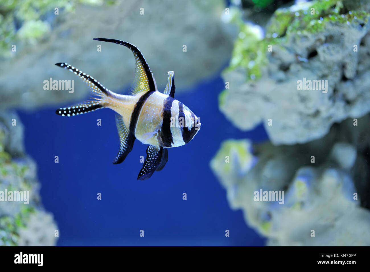 72 Stück Papierblumen Ausschnitte - 15cm Bunte Sommerblumen Für Pinnwand & Basteln