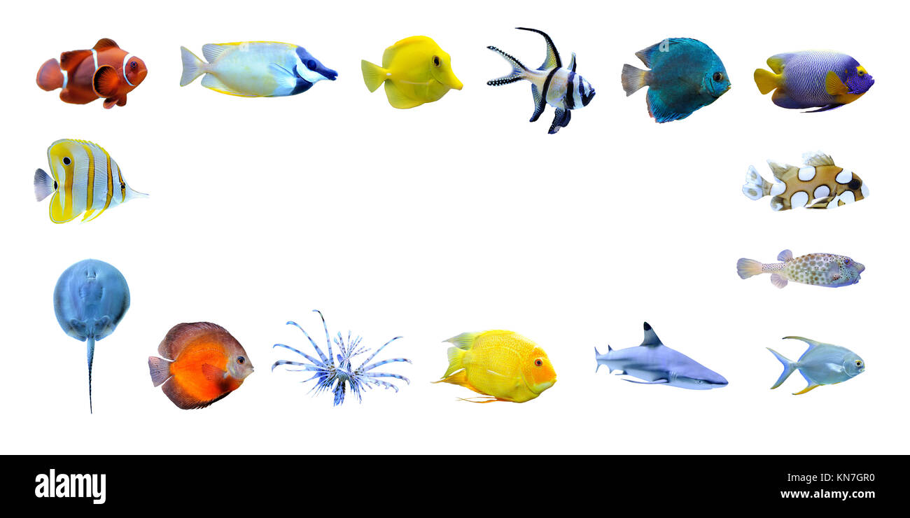 Große Sammlung von einem tropischen Fischen auf weißem Hintergrund Stockfoto
