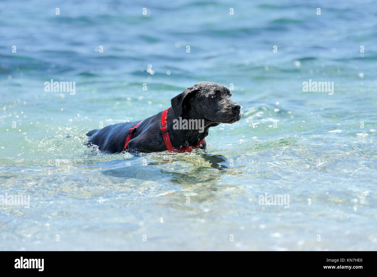 Traurige junge schwarze Hund schwimmen im Meer Stockfoto