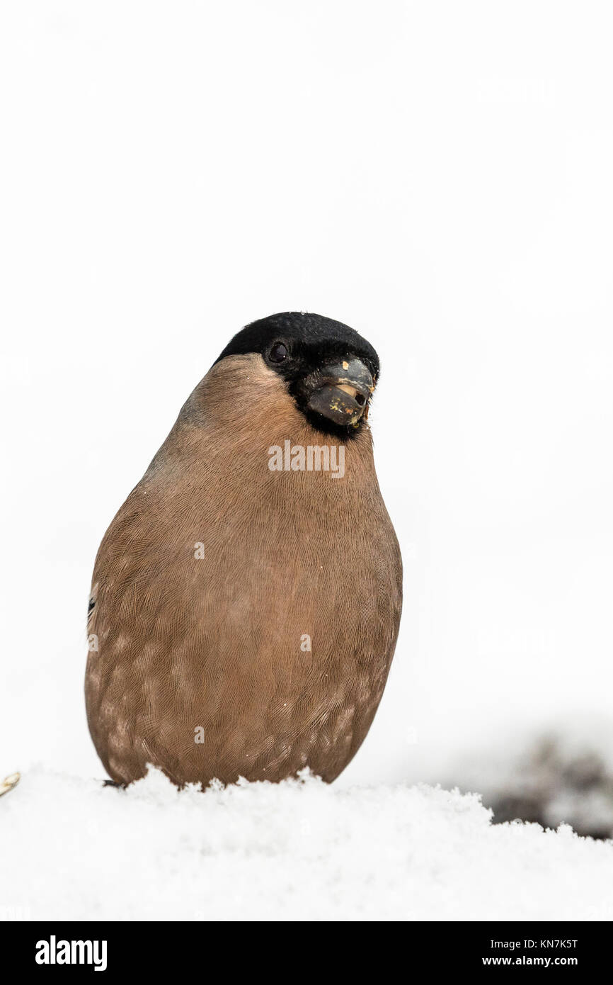 Weibliche Dompfaff in einer verschneiten Winterlandschaft Stockfoto