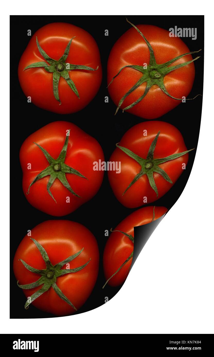 Frische Tomaten auf schwarzem Hintergrund Verzerrung mit Curl. Stockfoto