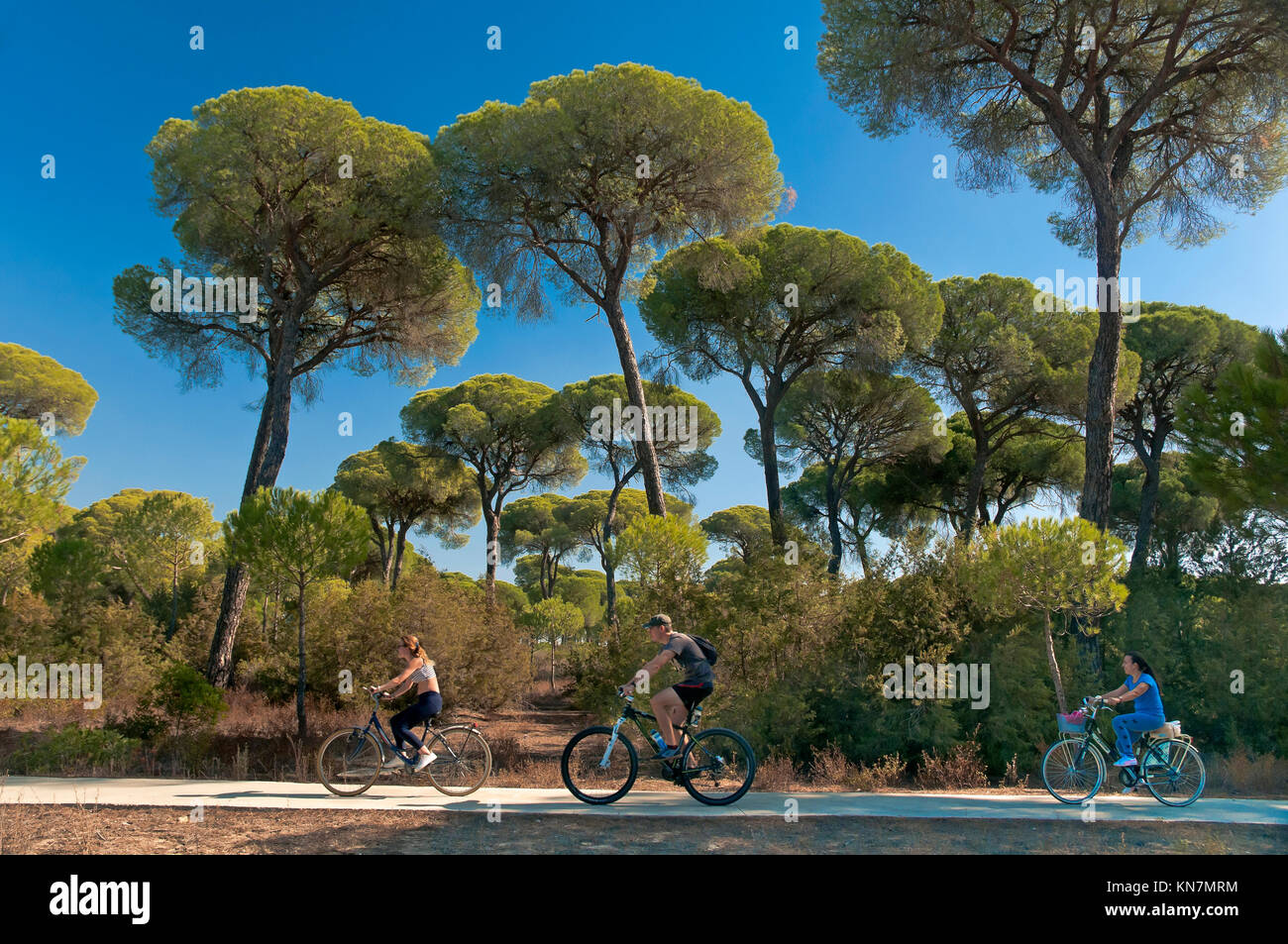 Radfahrer auf dem Radweg von Pinar de La Algaida, Donana Naturpark, Sanlucar de Barrameda, Provinz Cadiz, Andalusien, Spanien, Europa Stockfoto