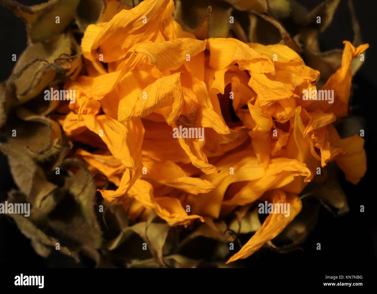 Sterbende Sonnenblumen gegen den dunklen Hintergrund einstellen Stockfoto