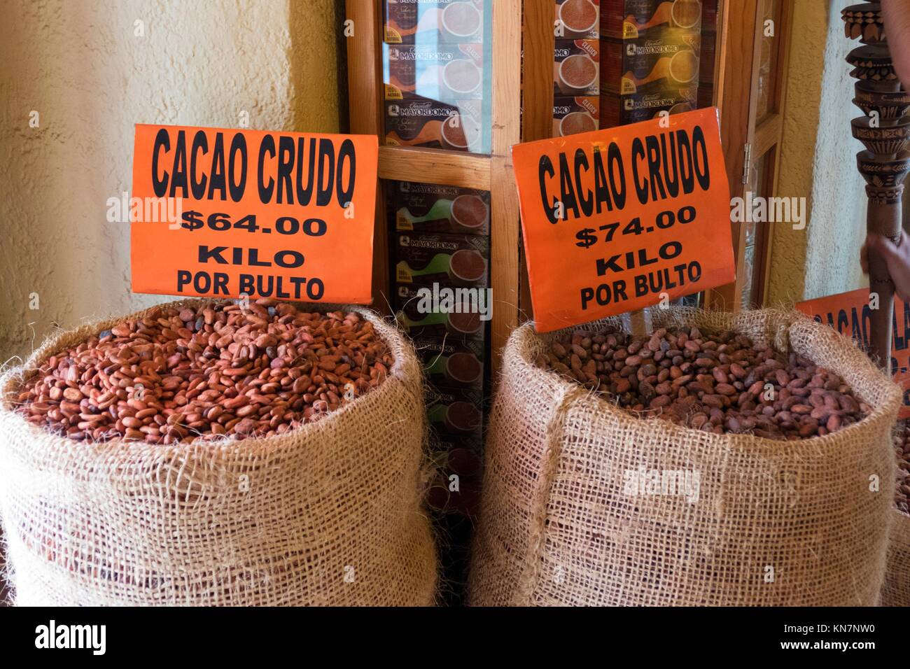 Der Kakao, Theobroma cacao, ist eine Art von Mexiko, wo der prä