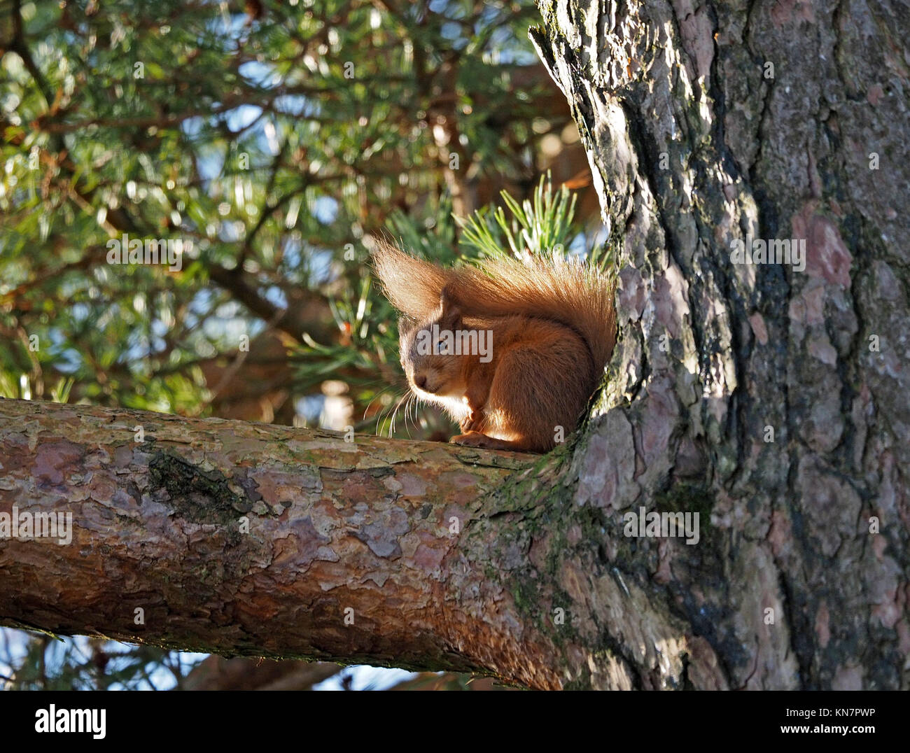 Eurasischen Eichhörnchen (Sciurus vulgaris) unter entfalteten Schwanz im hellen Sonnenschein auf Gemeine Kiefer (Pinus sylvestris) in Cumbria, England UK sitzen Stockfoto