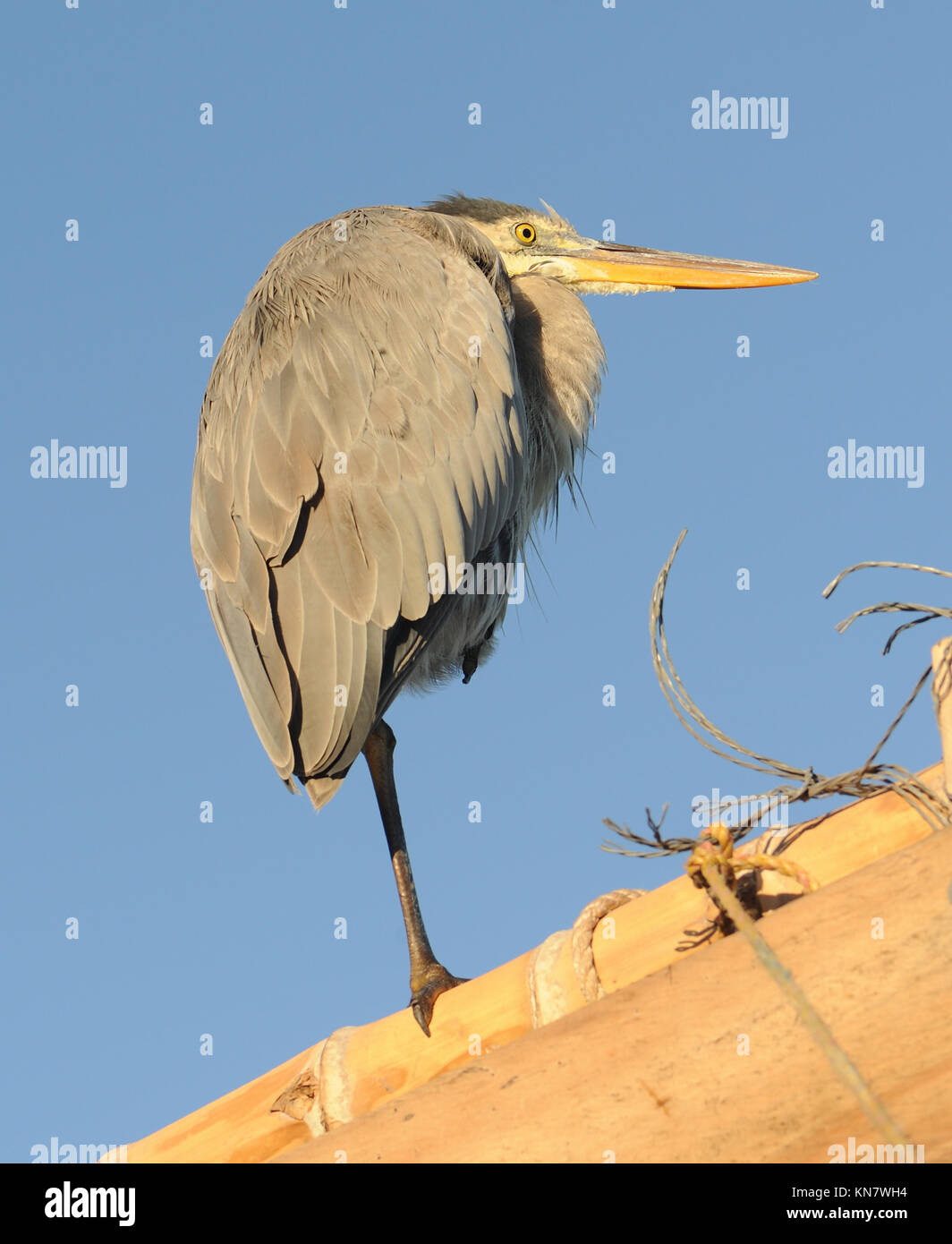 Ein Great Blue Heron (Ardea herodias) Stehen auf einem Bein genießt die Morgensonne. Puerto Baquerizo Moreno, San Cristobal, Galapagos, Ecuador. Stockfoto