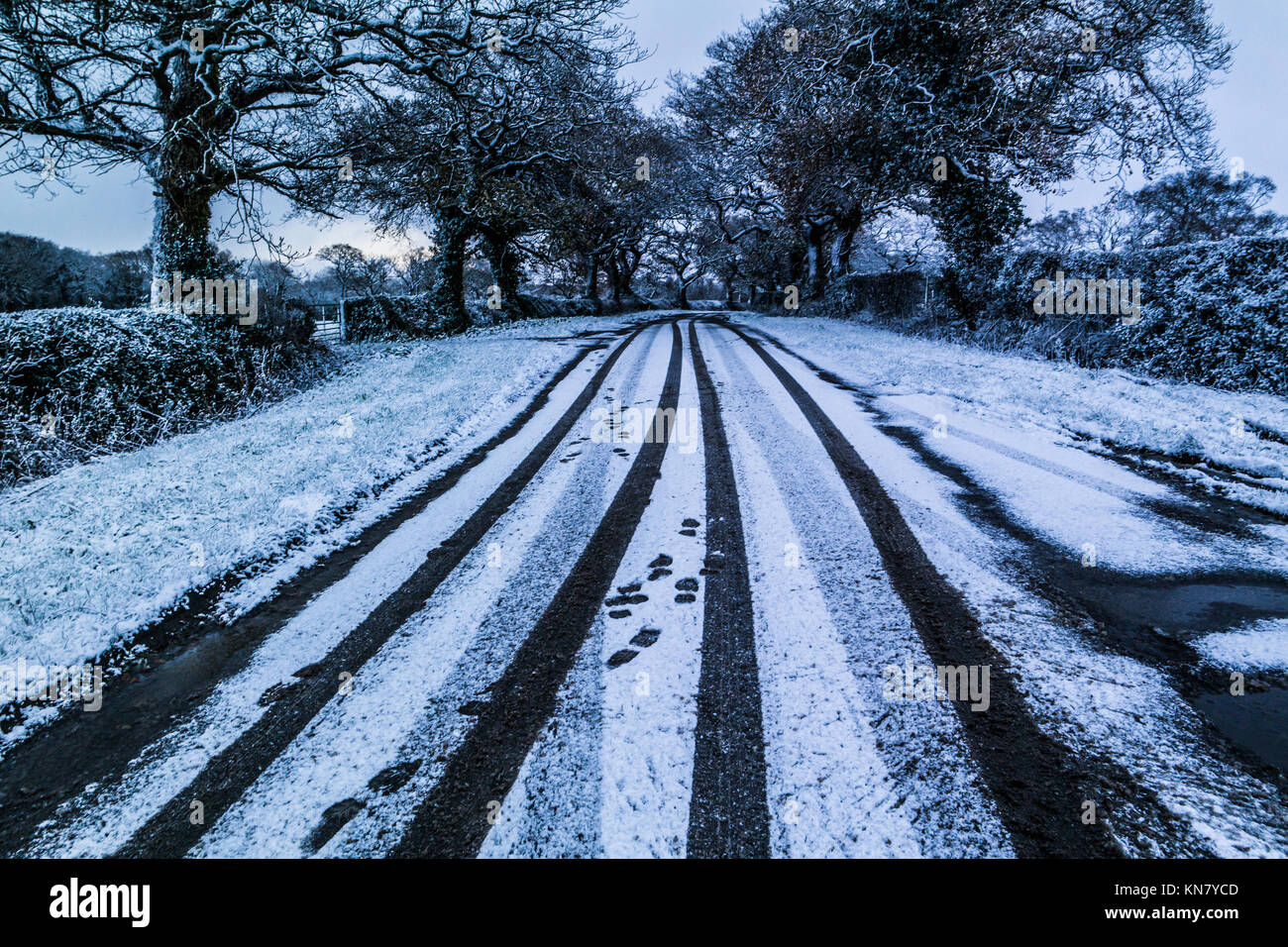 Spuren im Schnee auf einer Landstraße mit einer Reihe von Bäumen Stockfoto