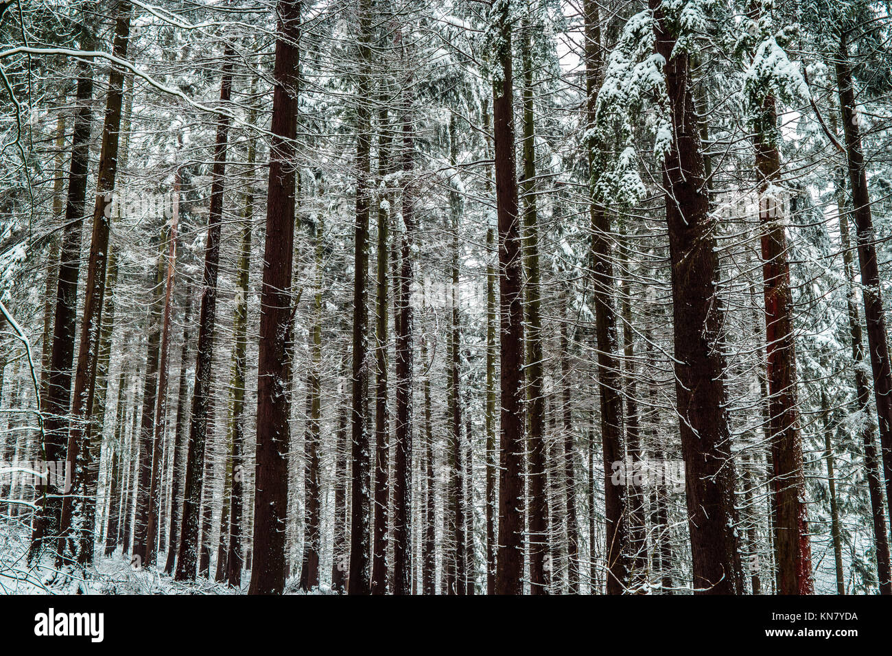 Stublbly Pine Tree trunks mit Schnee tief in einem Wald. Stockfoto