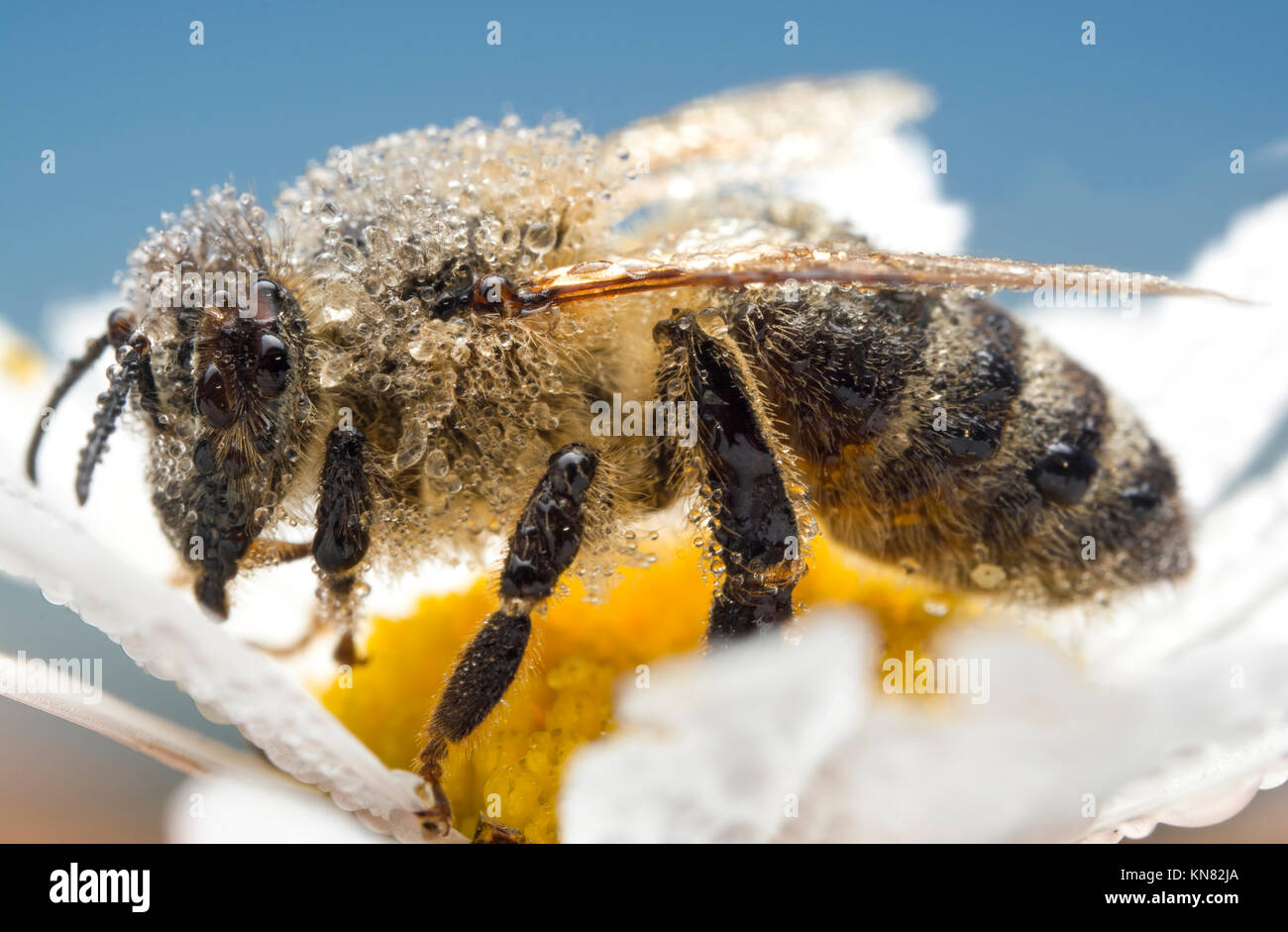 Honigbiene auf Blume Stockfoto