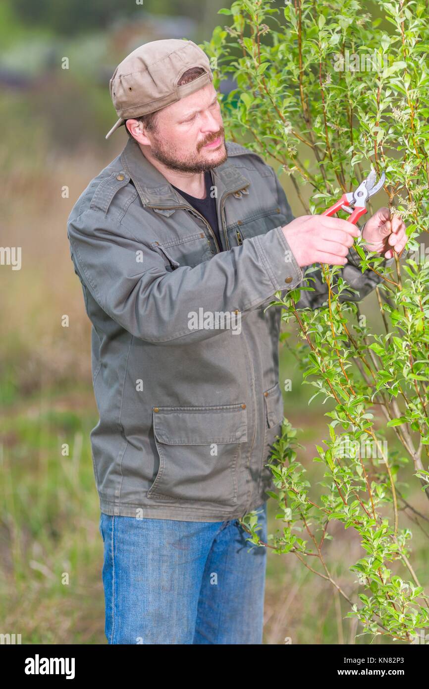 Gärtner Beschneidung der Baum in seinem Garten Stockfotografie Alamy