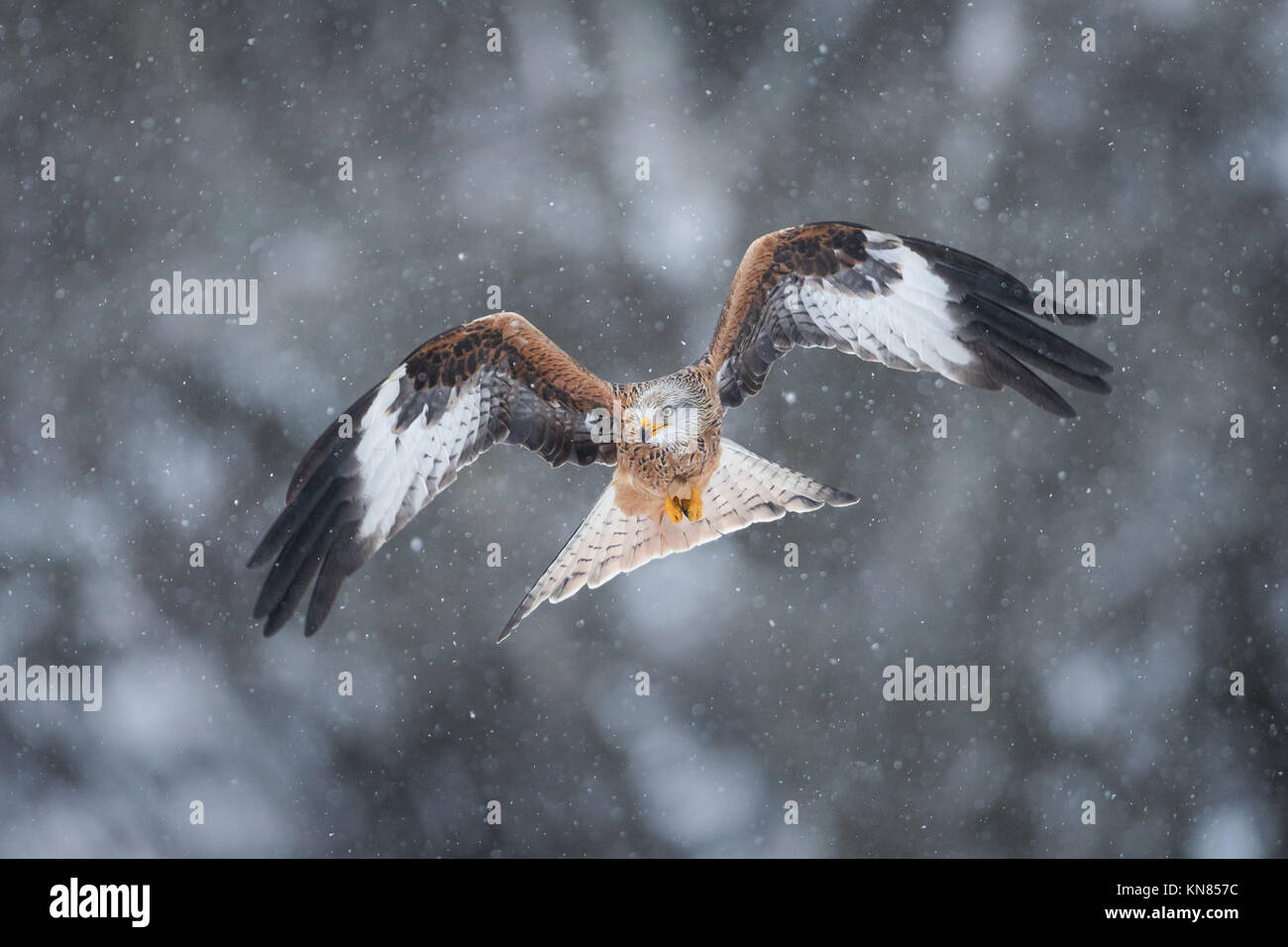 Rotmilan (Milvus milvus) fliegen durch den starken Schneefall. Rhayader, Wales, Großbritannien - Dezember Stockfoto
