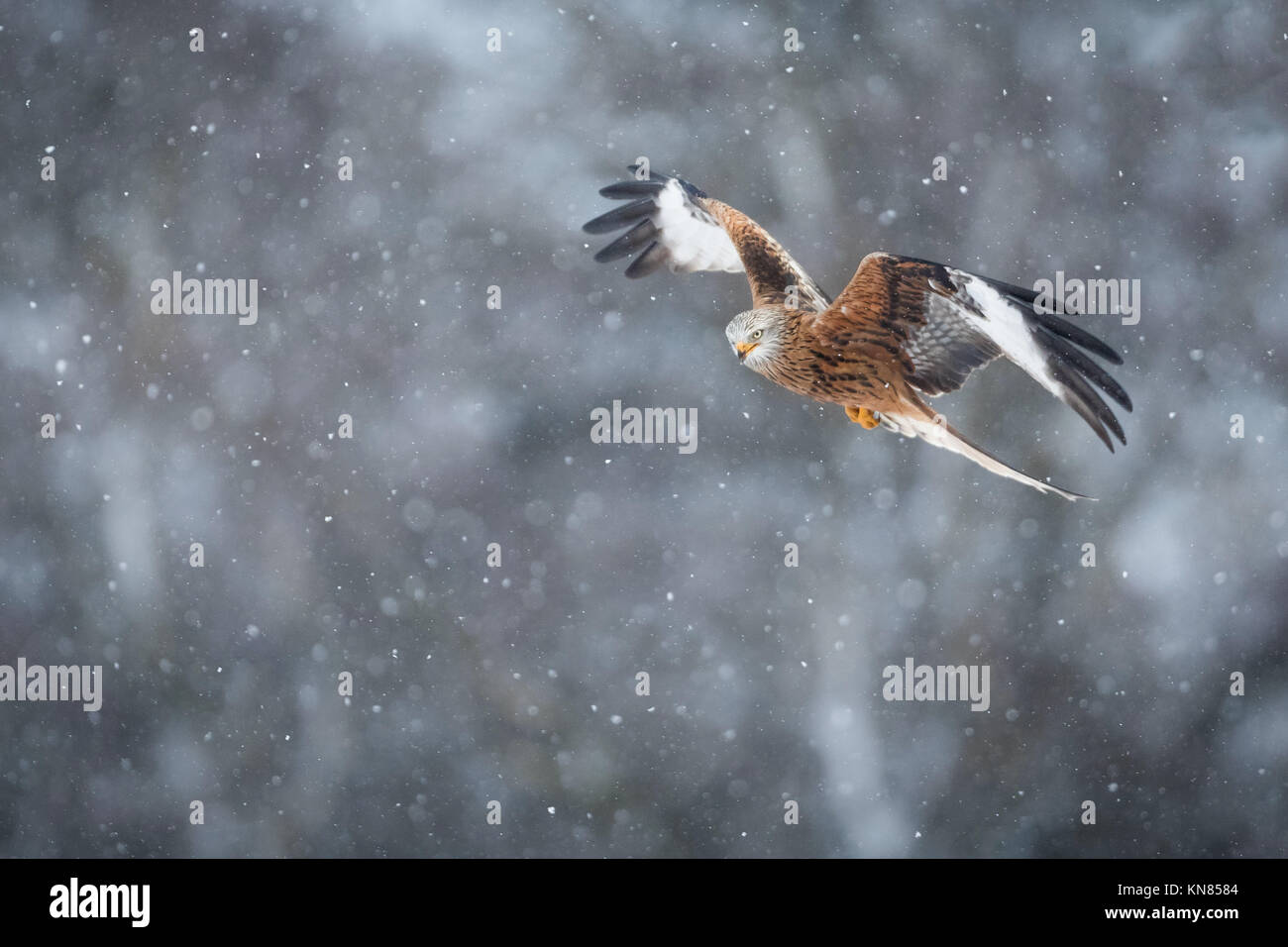 Rotmilan (Milvus milvus) fliegen durch den starken Schneefall. Rhayader, Wales, Großbritannien - Dezember Stockfoto