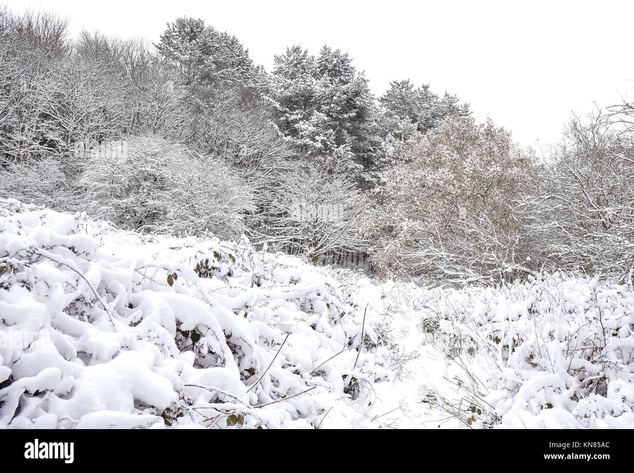 Cannock Chase, UK. 10. Dezember, 2017. Cannock Chase und die umliegenden Bereiche mit starker Schneefall in der gesamten Sonntag, den 10. Dezember 2017 behandelt. Schulen sind für Montag geschlossen, da die Temperaturen zu kämpfen über dem Gefrierpunkt zu erreichen sind, so dass kein Tauwetter in absehbarer Zeit zu erwarten ist. Credit: Daniel James Armishaw/Alamy leben Nachrichten Stockfoto