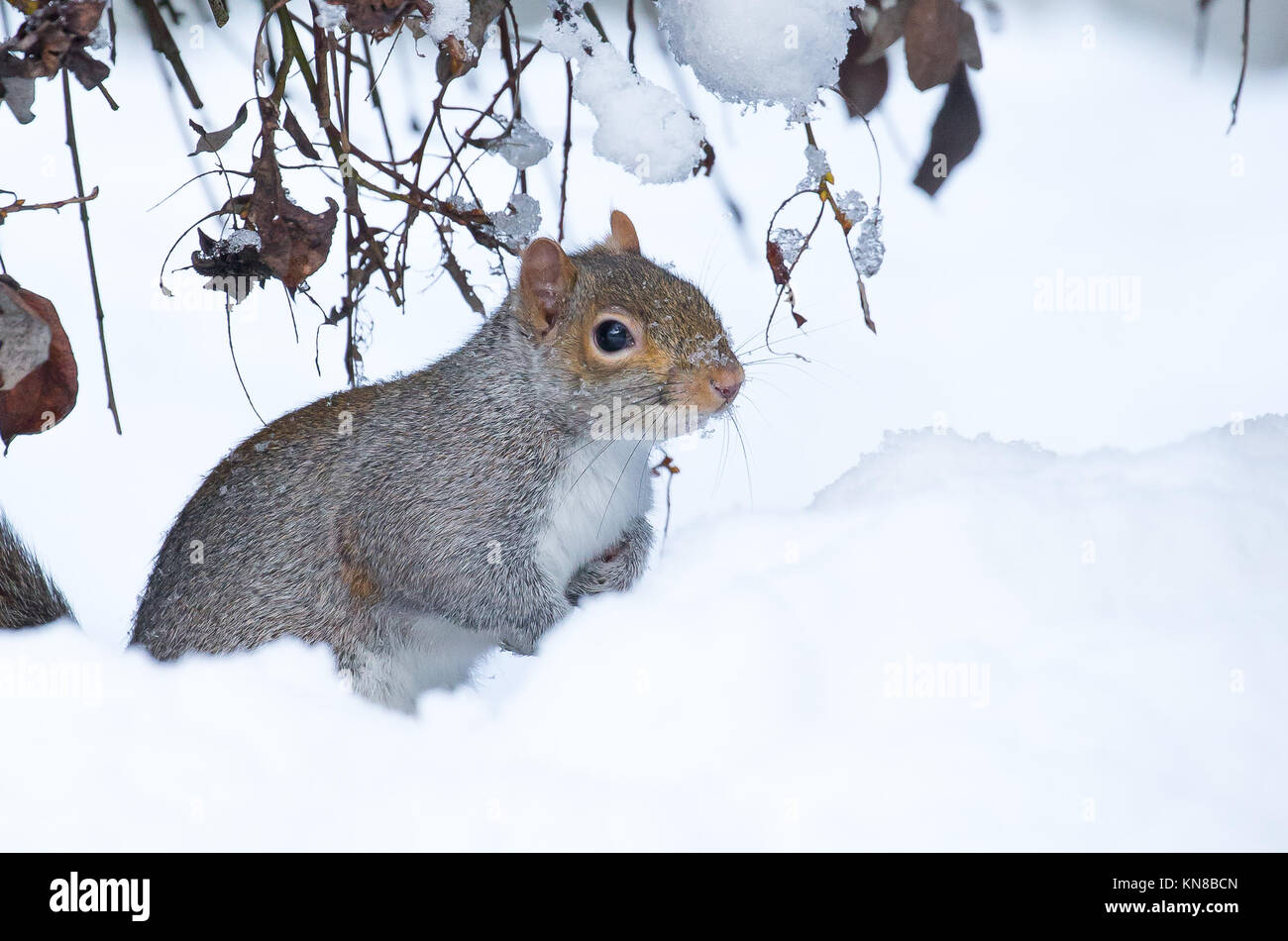 Kidderminster, Großbritannien. Dezember 2017. Wetter in Großbritannien: Winterschnee bereitet immer noch Probleme für Reisende in Worcestershire und besonders für dieses verwirrte Grauhörnchen (Sciurus carolinensis), das isoliert inmitten eines Gartenschneehuts sitzt. Kredit: Lee Hudson/Alamy Live Nachrichten Stockfoto