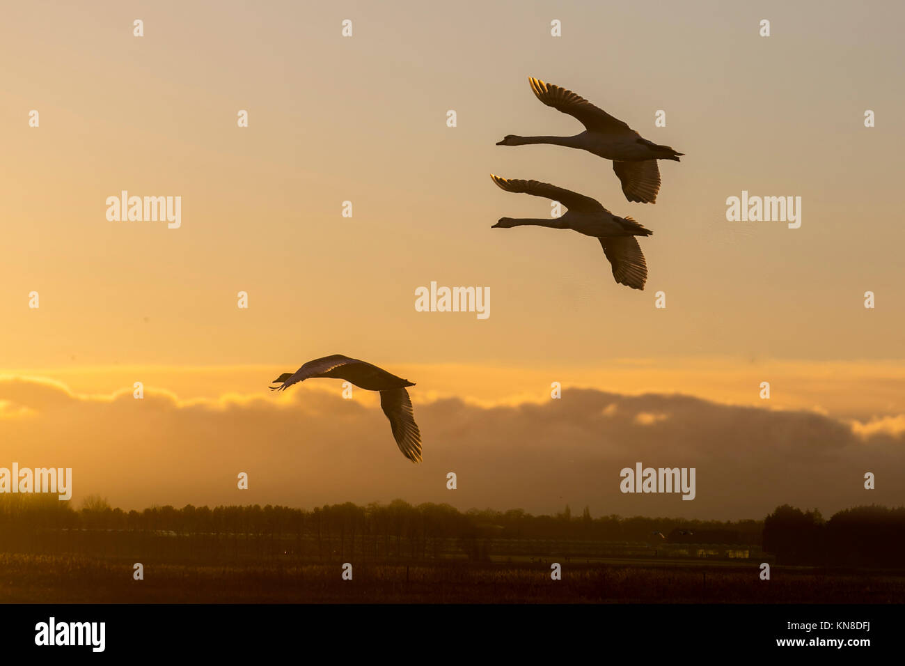 Vögel im Flug, in den Wolken fliegen atBurscough, Lancashire, UK Wetter 11. Dezember 2017. Drei wandernden Singschwänen zurück bei Martin bloße Naturschutzgebiet wie die Sonnenuntergänge auf Roost. Eine weitere, extrem kalte Nacht ist mit Minusgraden im Minus doppelt zahlen erwartet, prognostiziert. Singschwänen weg von der strenge Winter in Island wandern im Norden zu überwintern - westlich von England Timing ihre Reise mit dem Herbst Gemüse Ernte in ländlichen Lancashire übereinzustimmen. Credit: MediaWorldImages/AlamyLiveNews. Stockfoto
