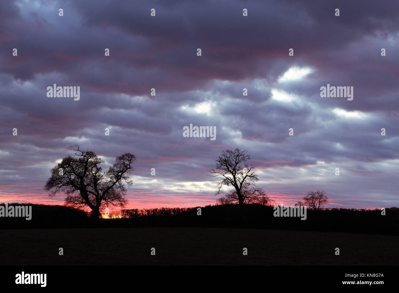Sonnenuntergang über Bäume in einem Feld in Somerset Stockfoto
